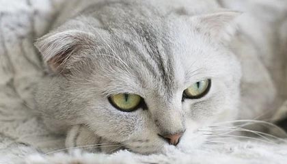 JiuyouAPP下载-赛程密集导致伤病高发是否影响排名波动趋势