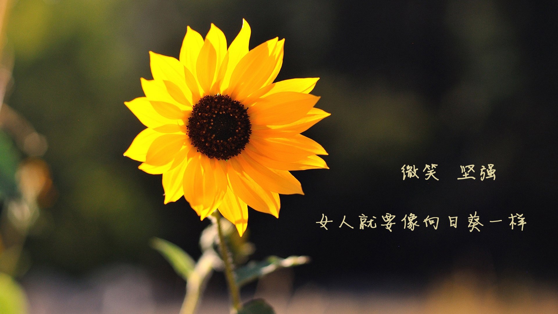 美式橄榄球超级碗预热活动，热血开场，美式橄榄球wr